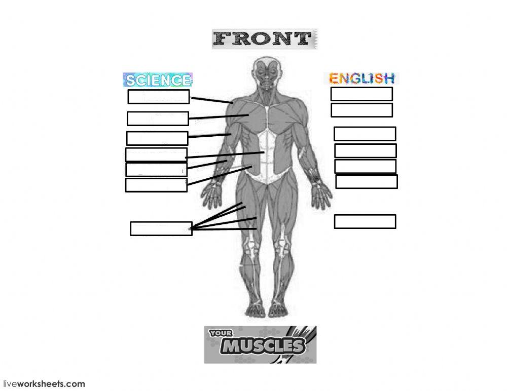 Basic muscles (Front)
