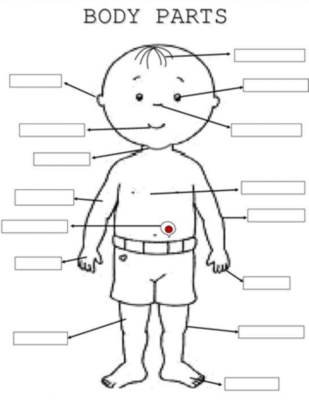 Body Parts Body Parts
