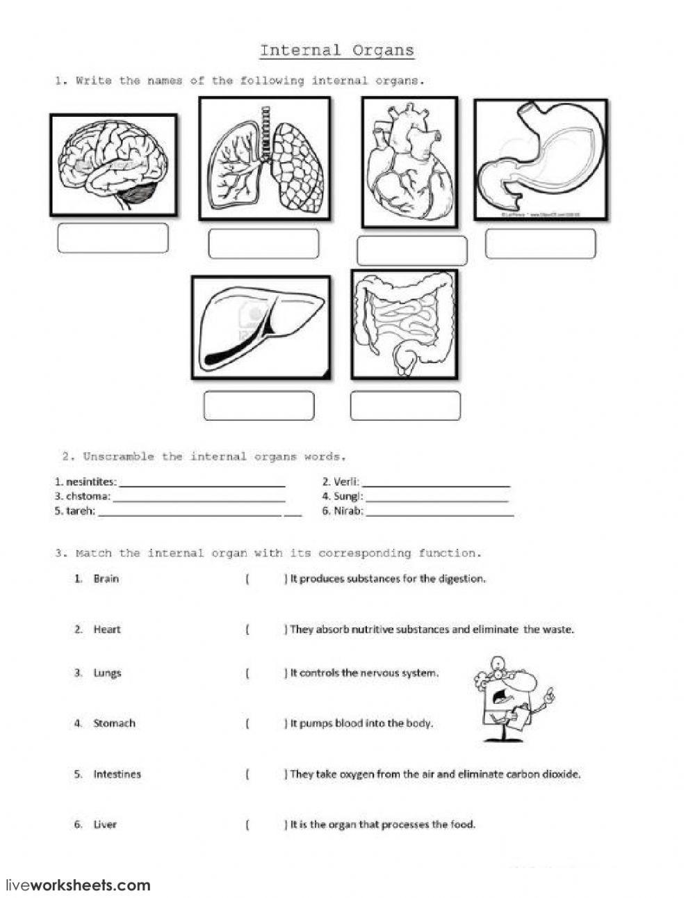 Major Organs