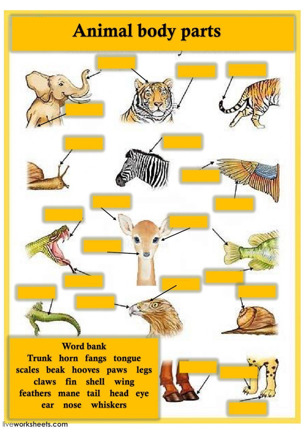 Animal body parts Animal body parts