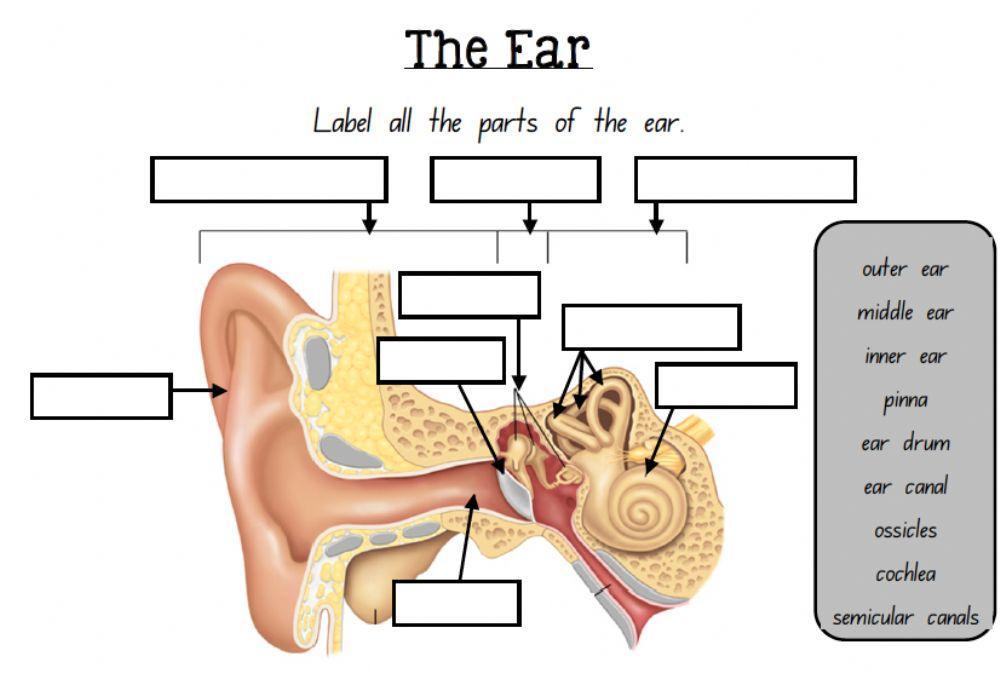 Sounds (The Ear)