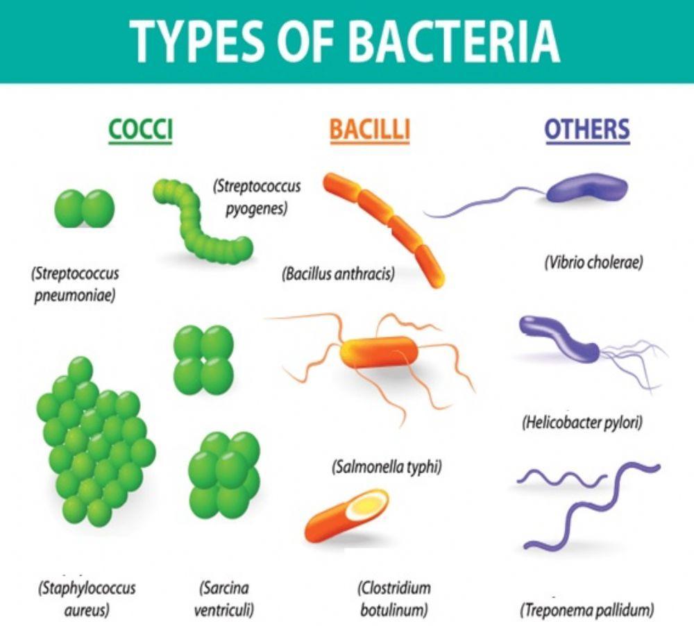 Bacteria Science name