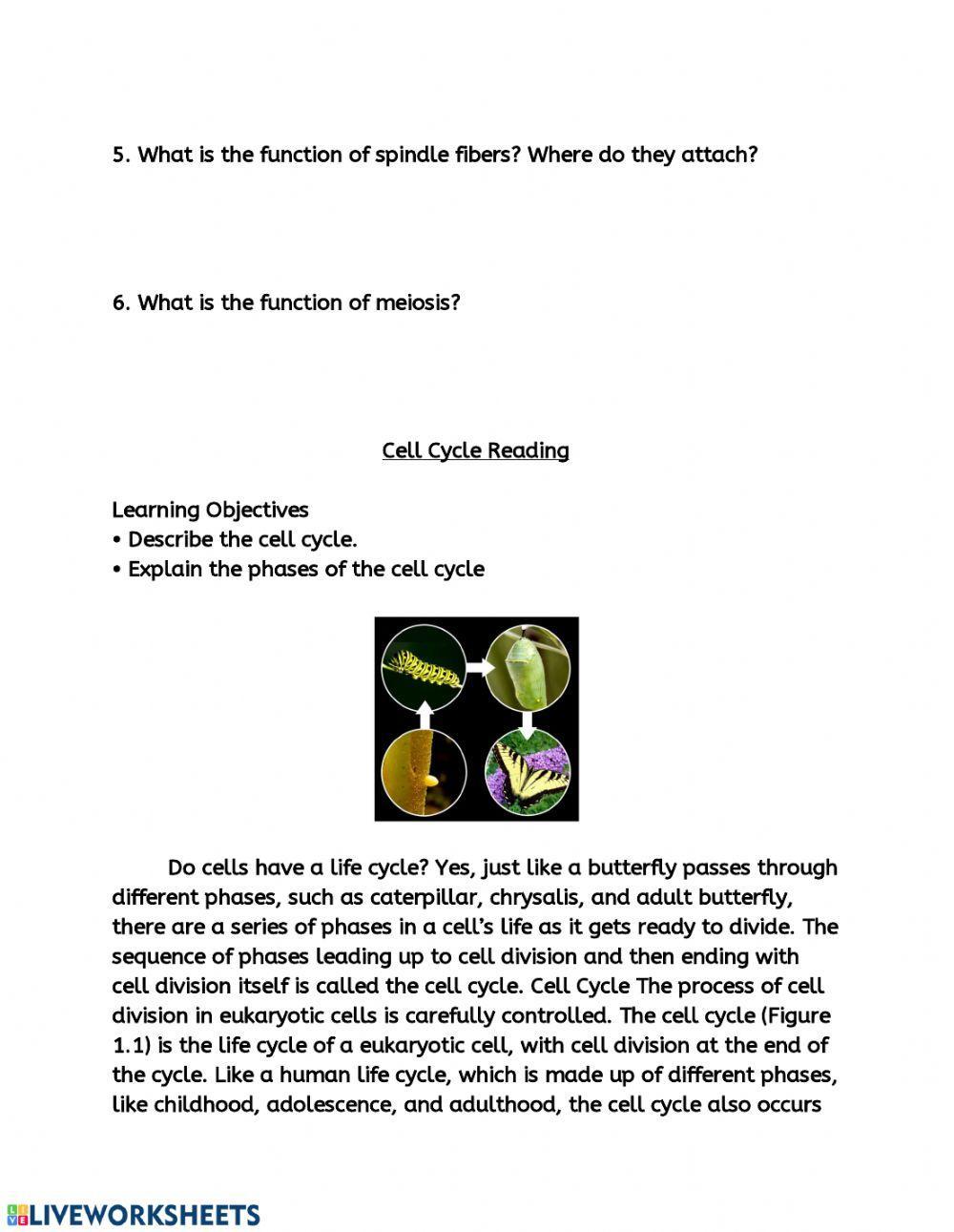 Cell Cycle -Friday Assignment