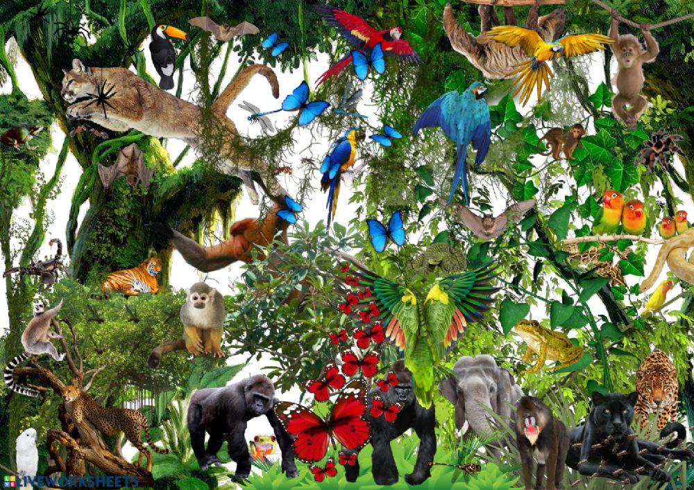 Animals - find them all