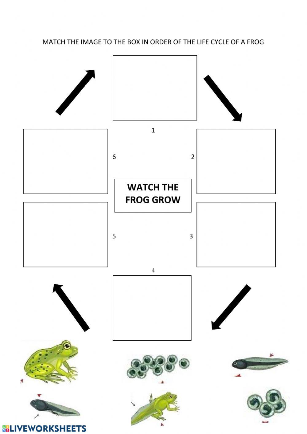 Life cycle of a frog