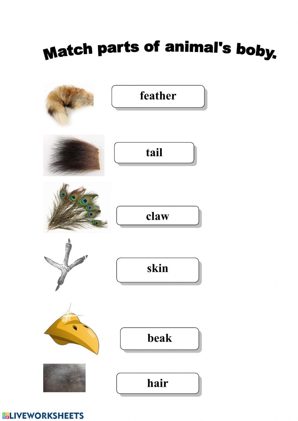 Animal's parts of the body