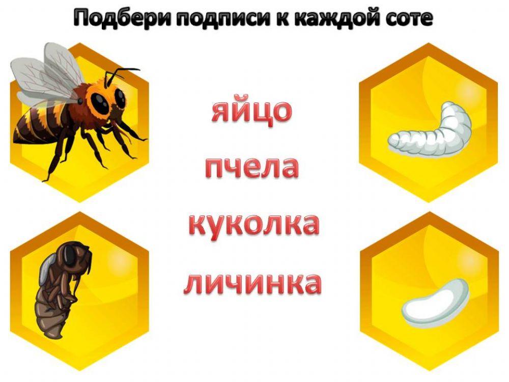 Пчела1