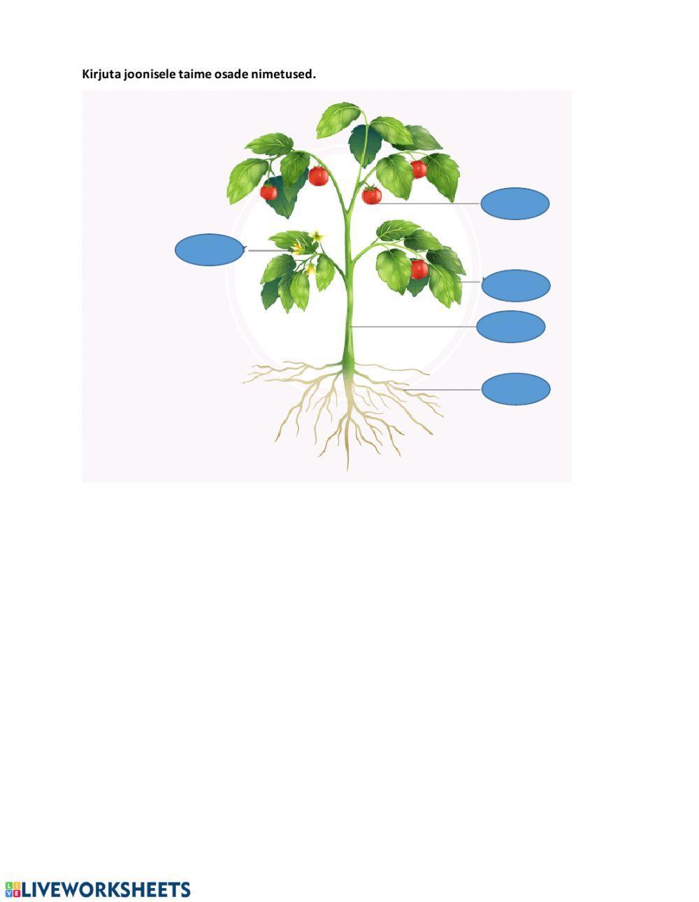 Taimede välisehitus, 2. klass