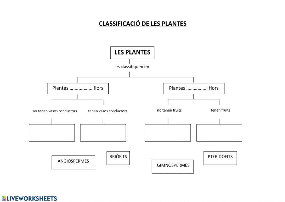 Classificació de les plantes