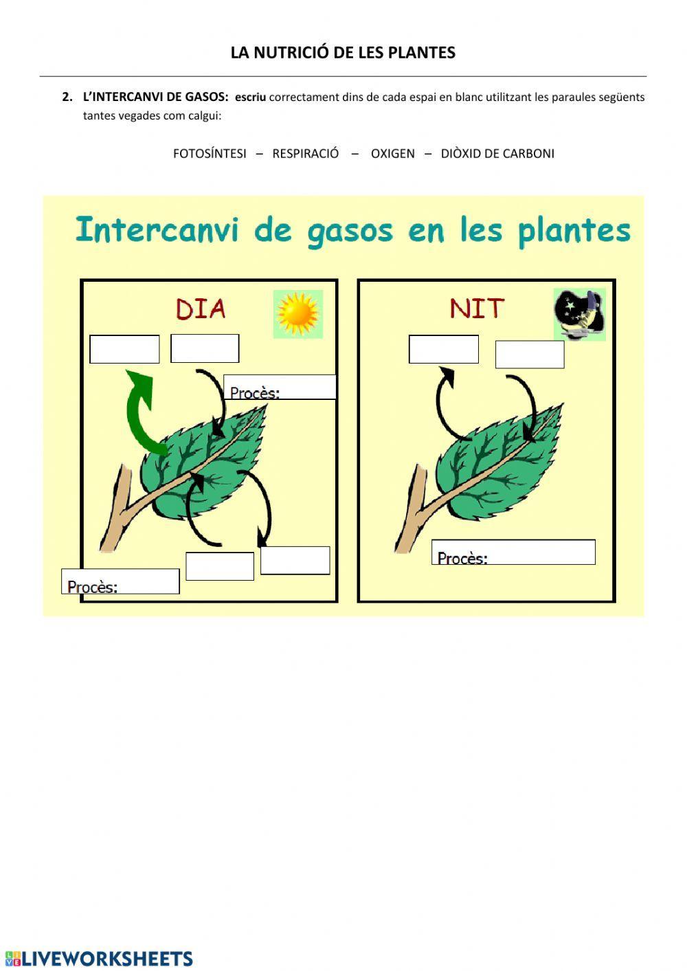 La nutrició de les plantes
