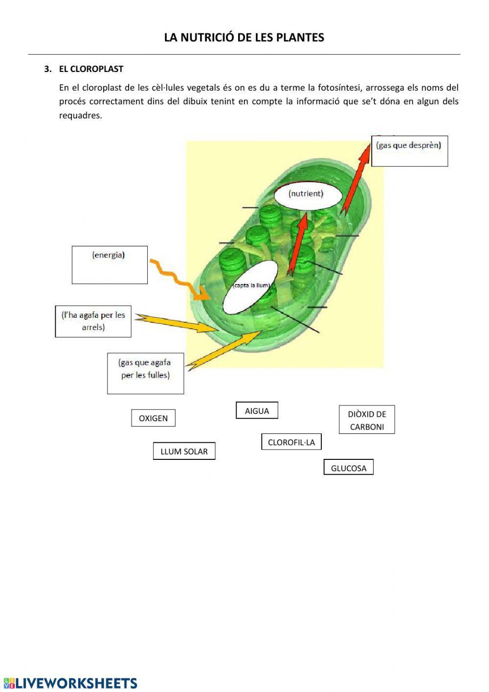 La nutrició de les plantes