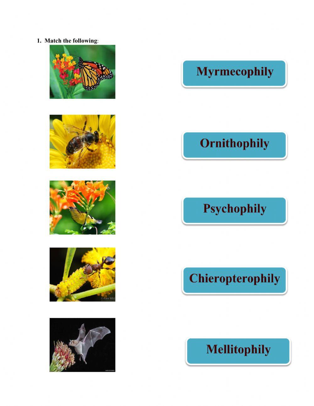 Types of Pollination (Zoophily)