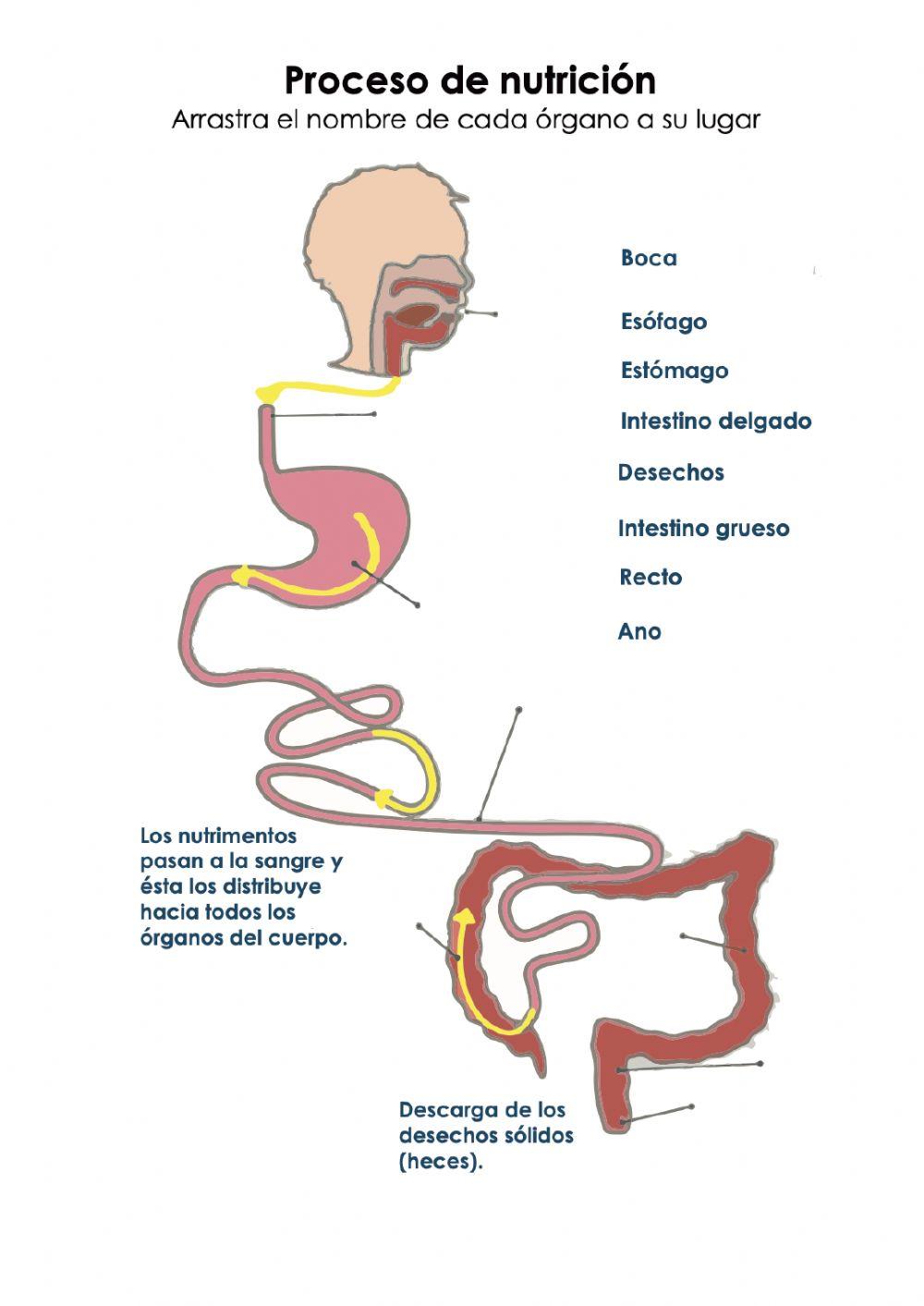 Aparato Digestivo y Proceso de nutrición