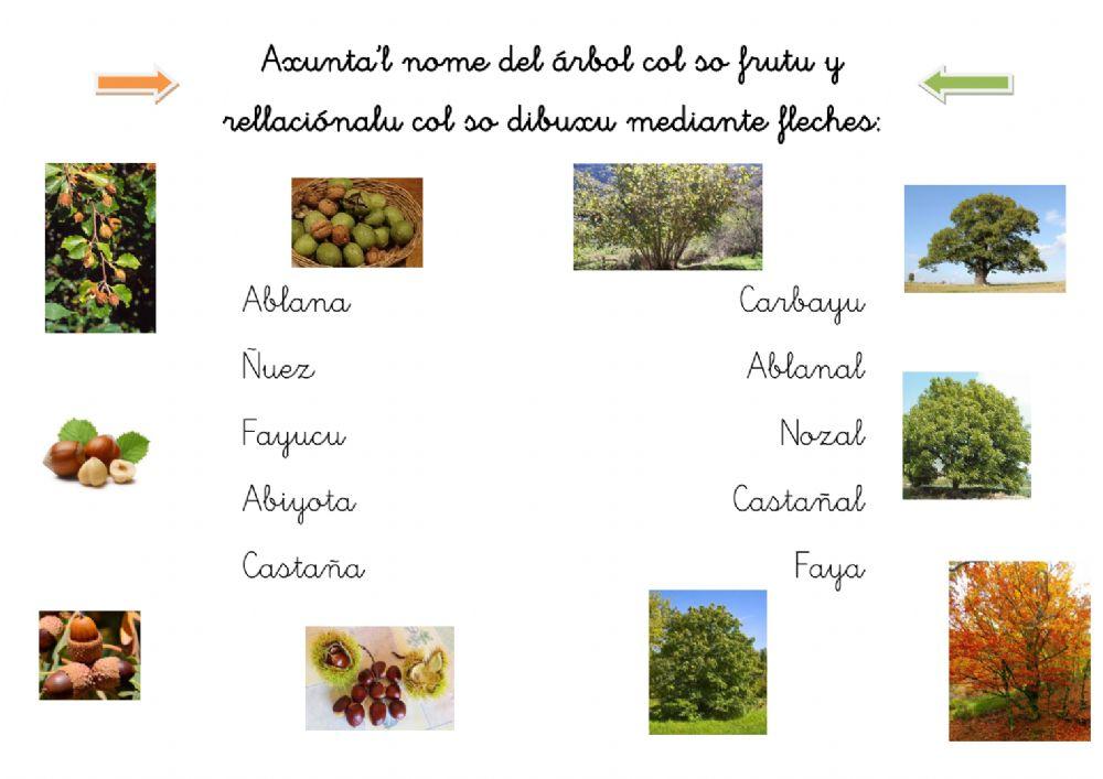 ÁRBOLES Y FRUTOS DE LA SERONDA