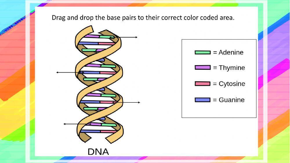 DNA Helix Base Labeling