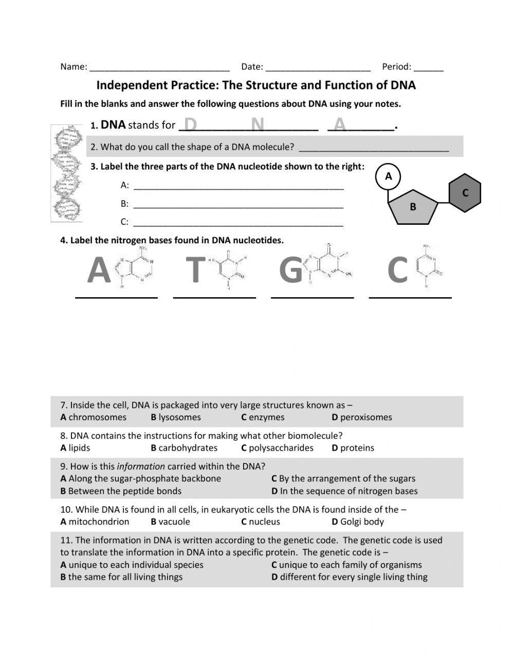 DNA Independent Practice