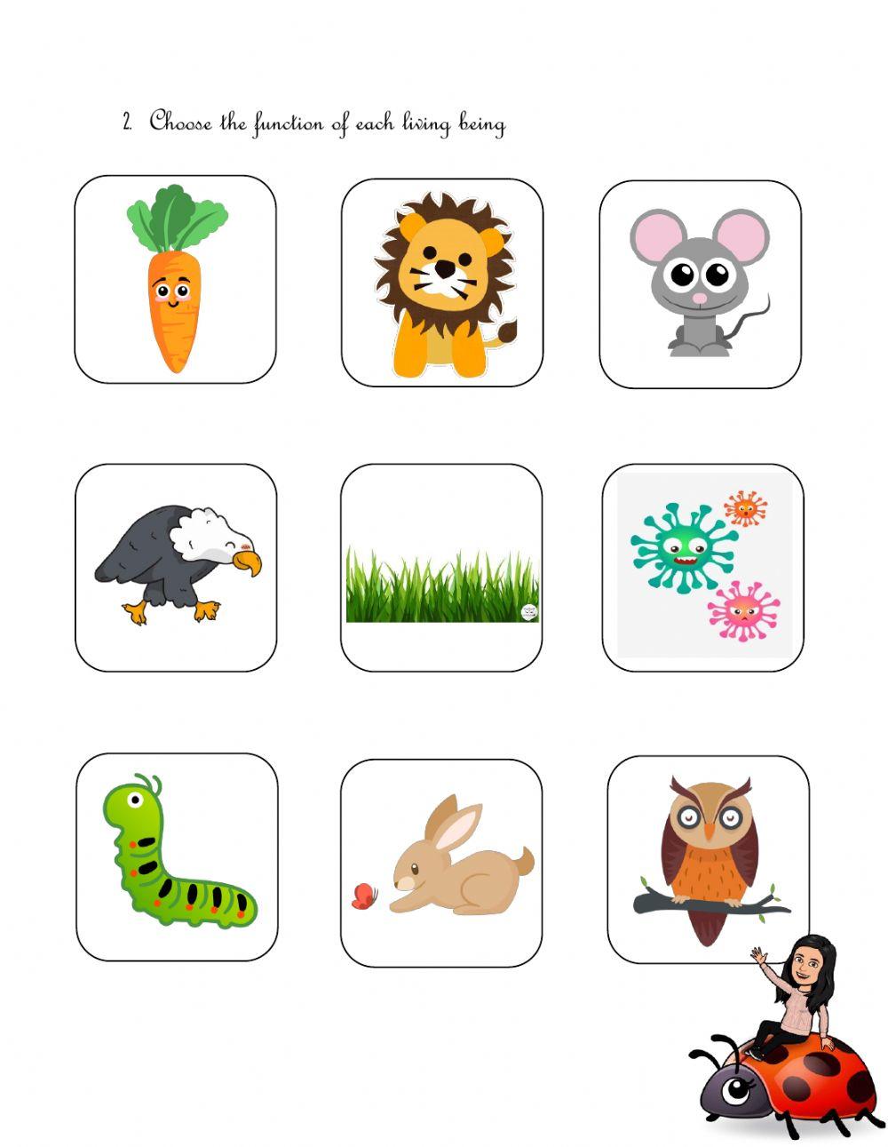 MissAnitaQuijada Biology Diagrams
