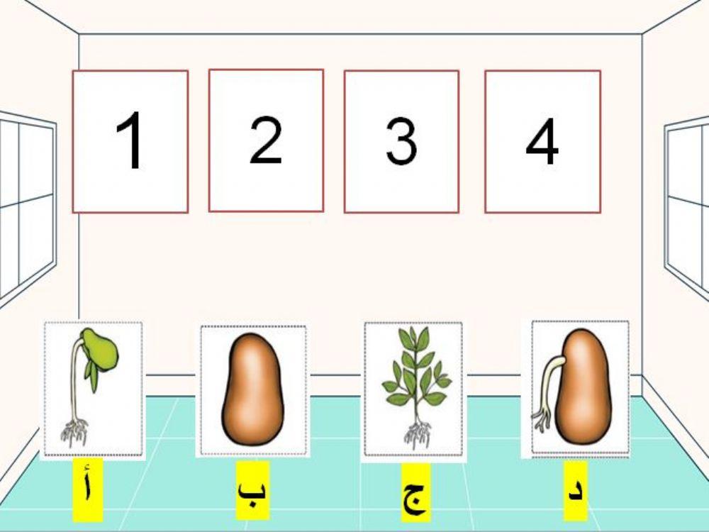 مراحل نمو البذرة
