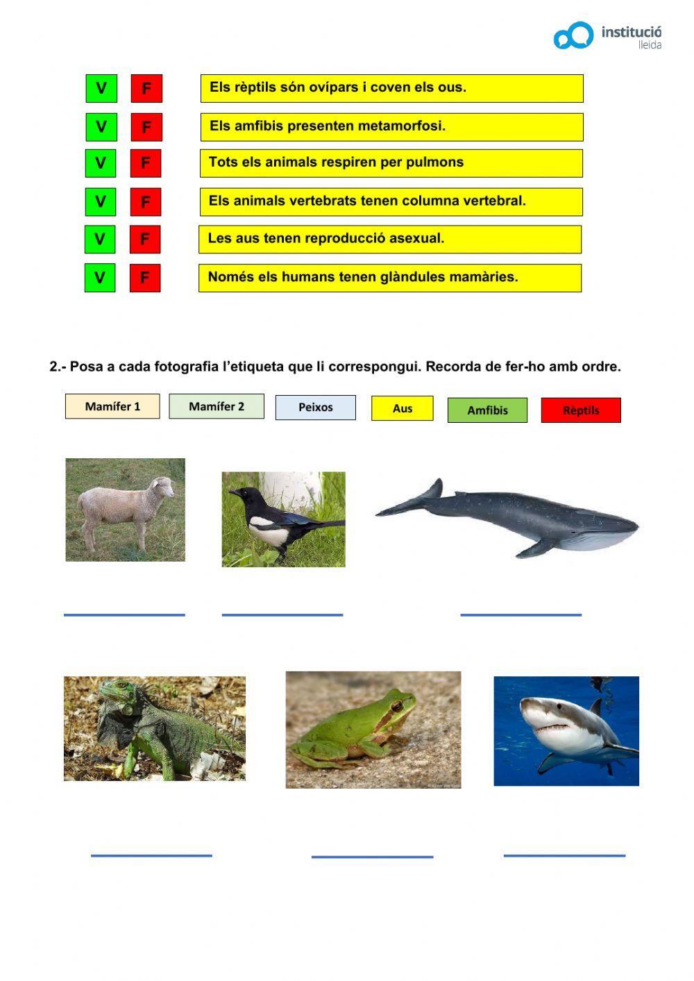 Animals vertebrats i invertebrats Animals vertebrats i invertebrats