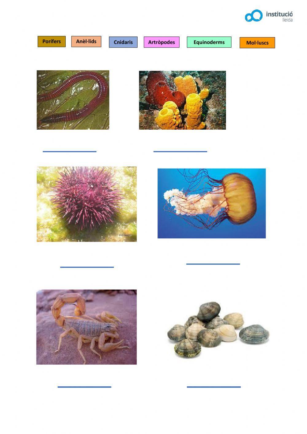 Animals vertebrats i invertebrats Animals vertebrats i invertebrats
