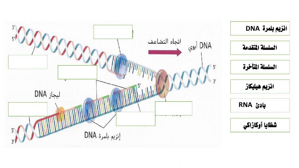 ورقة عمل عن تضاعف الحمض النووي