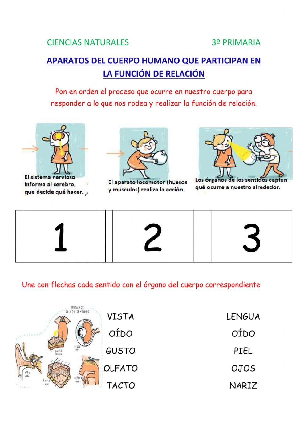 Aparatos que intervienen en la relación