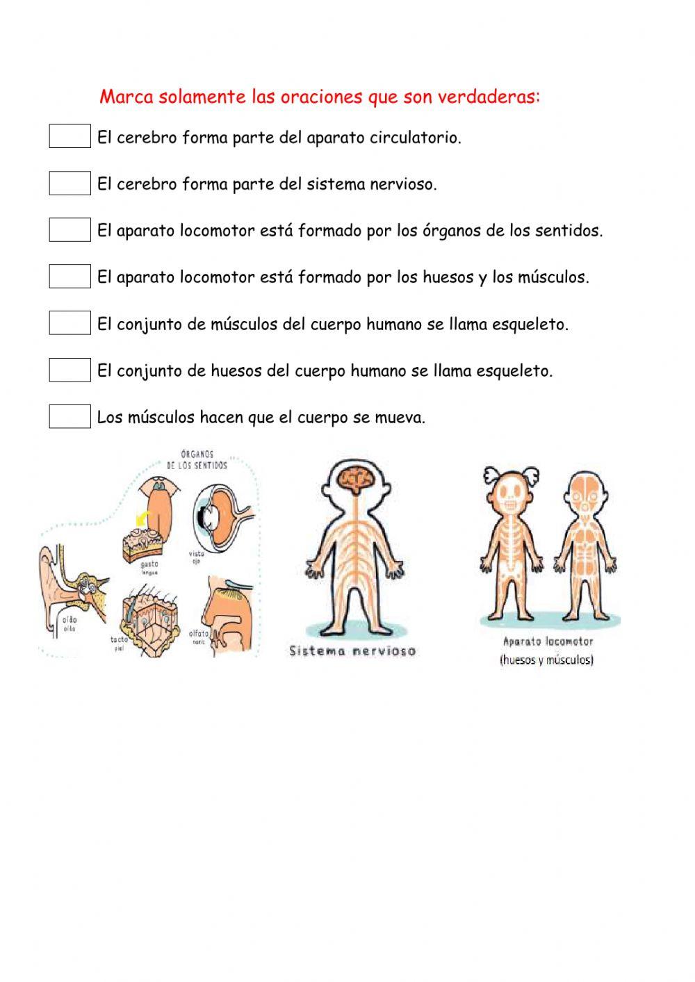 Aparatos que intervienen en la relación