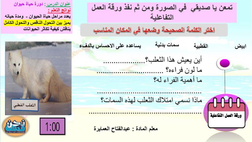 ورقة عمل تفاعليةالثعلب القطبي