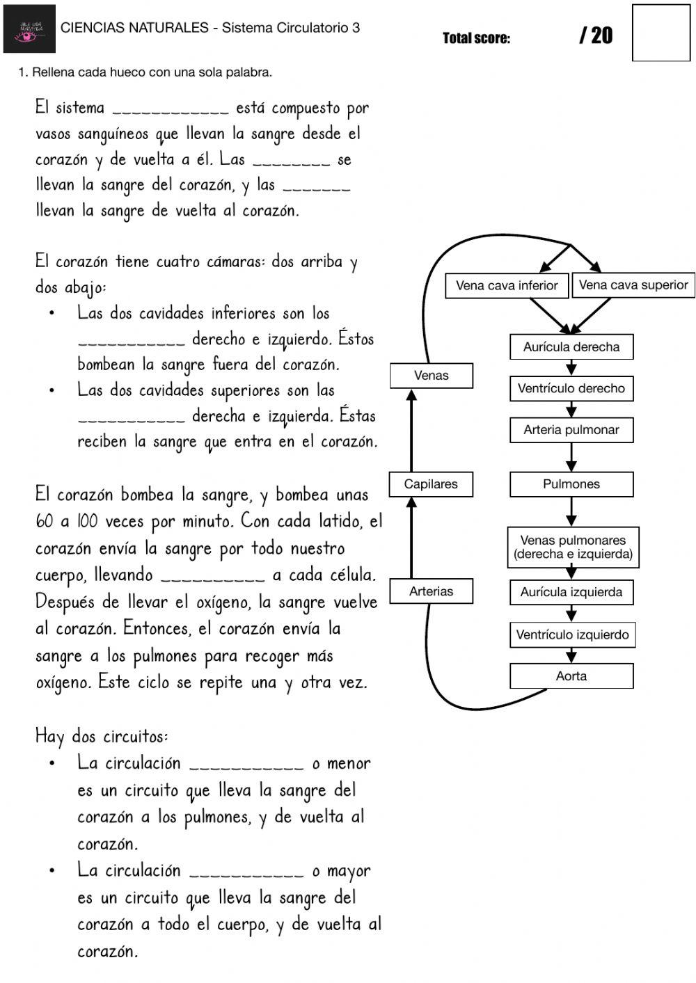 CIENCIAS NATURALES - Sistema Circulatorio