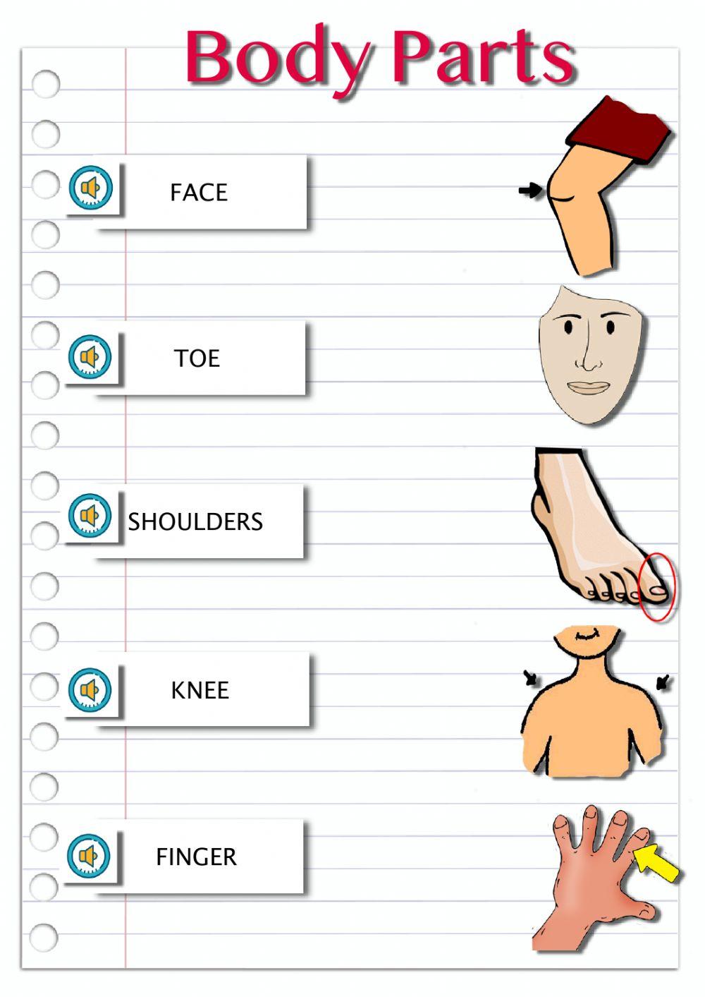 Body parts-2
