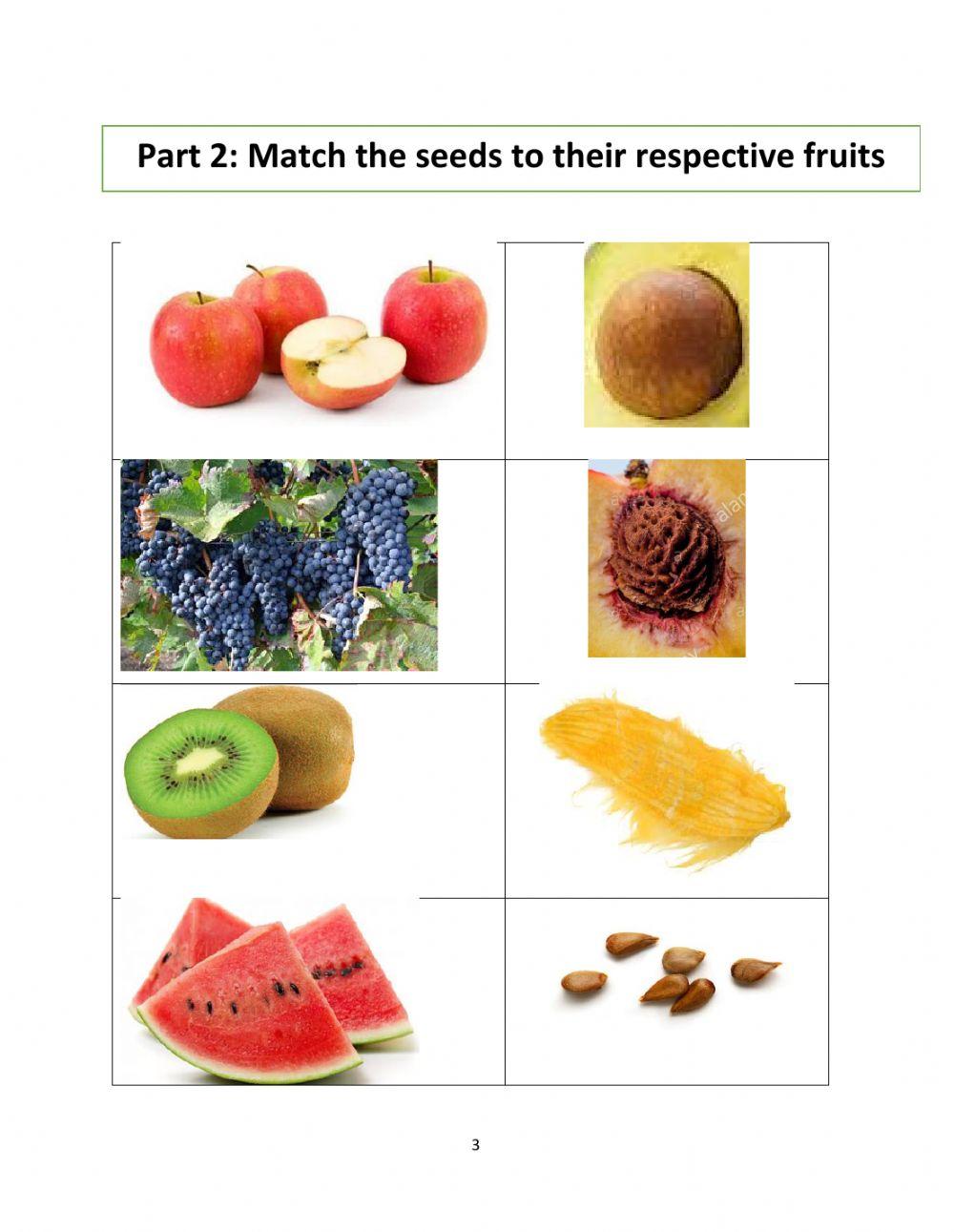 Seeds worksheet Live Worksheets