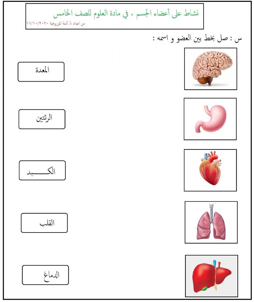 أعضاء الجسم