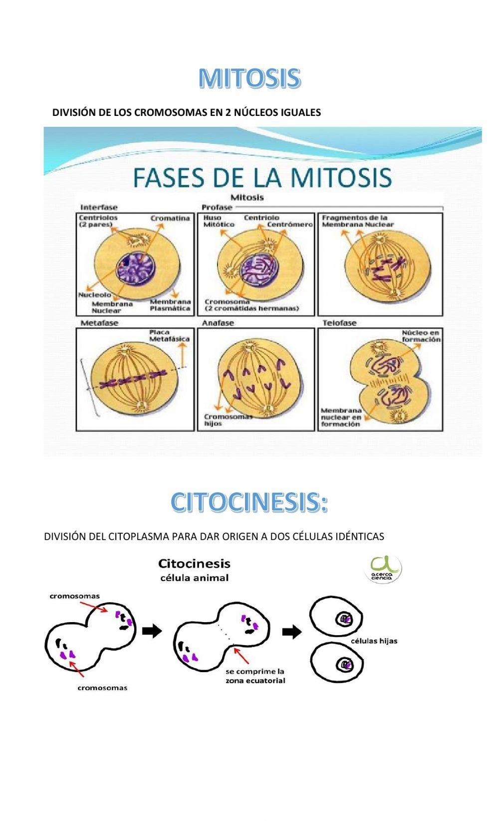Reproducción celular