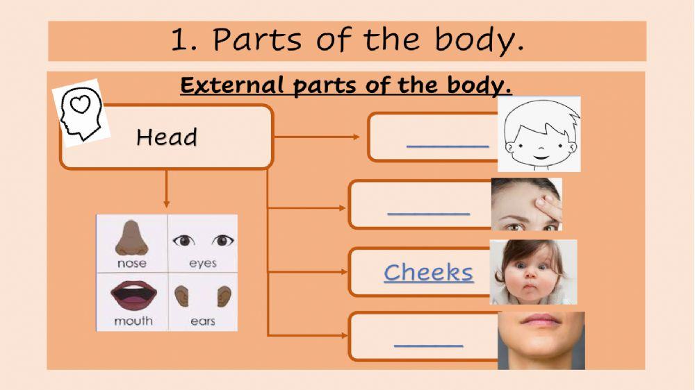 Parts of the body