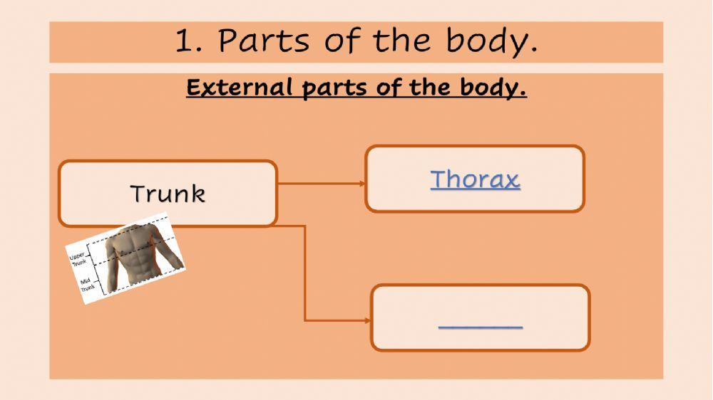 Parts of the body