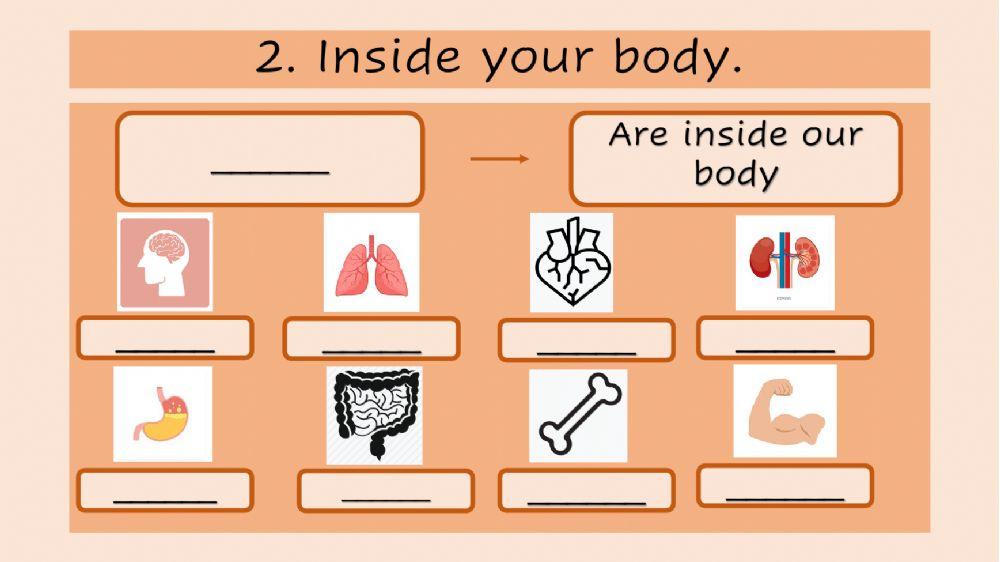 Inside your body