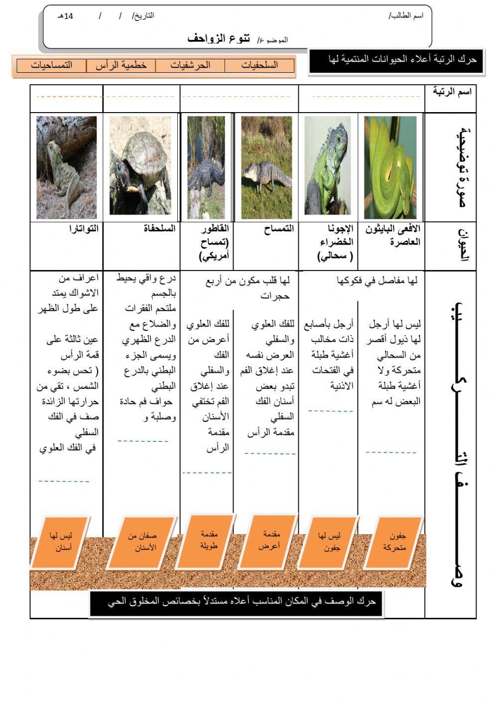 ورقة 8تفاعلية2
