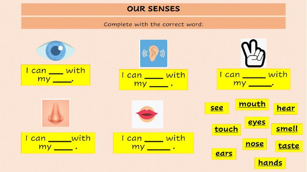 Our Senses