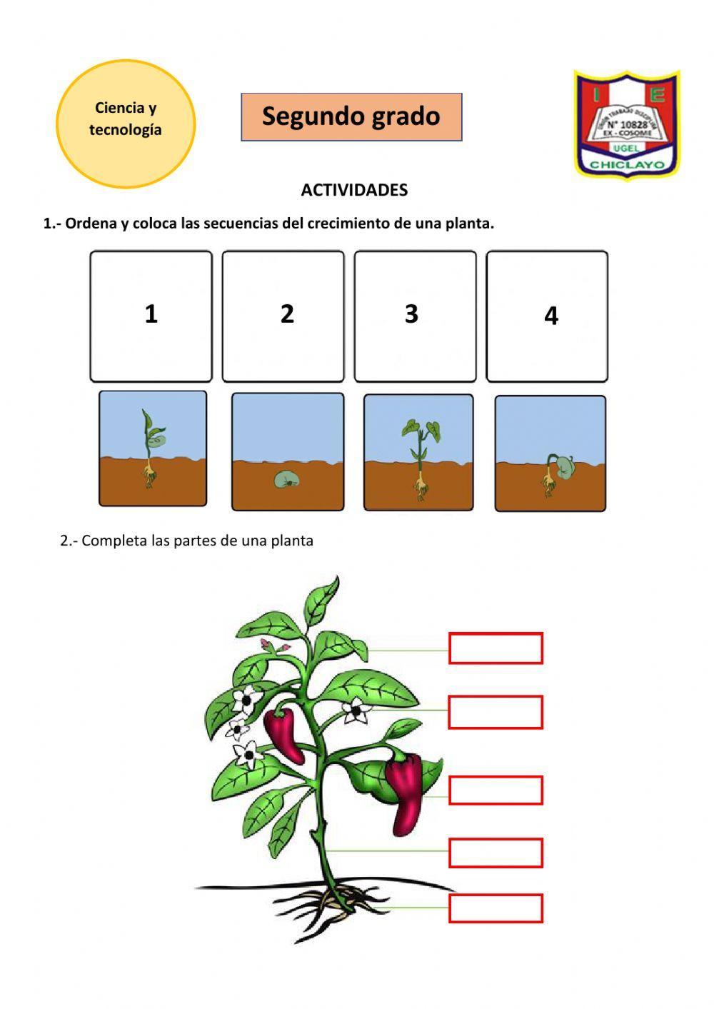 Las plantas