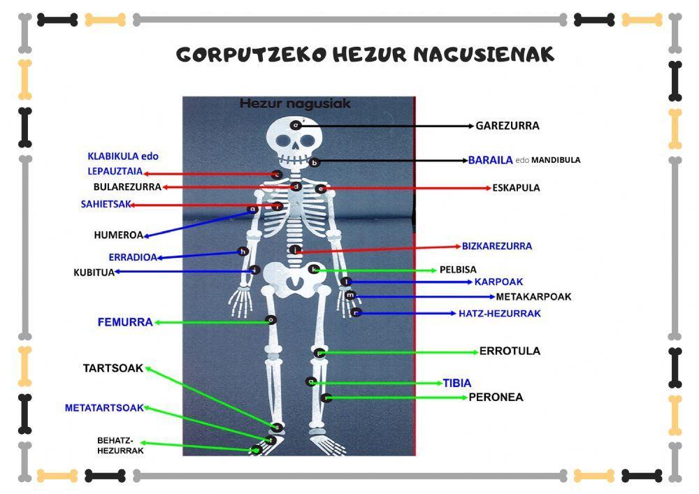 Hezur nagusien sailkapena