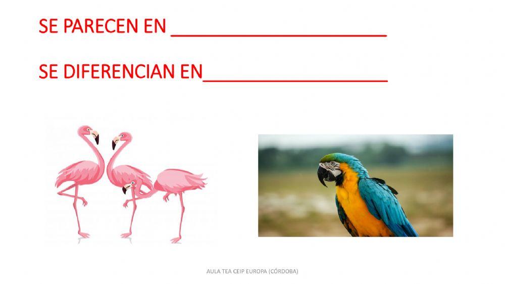 EN QUÉ SE PARECEN- EN QUÉ SE DIFERENCIAN (compara-contrasta)