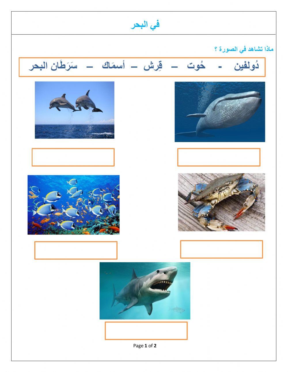 في البحر    2