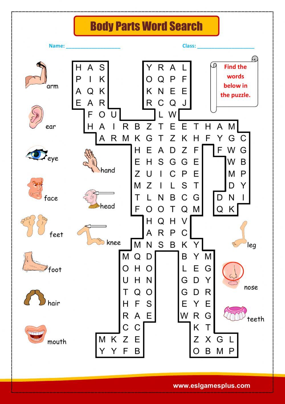 word search parts of the body