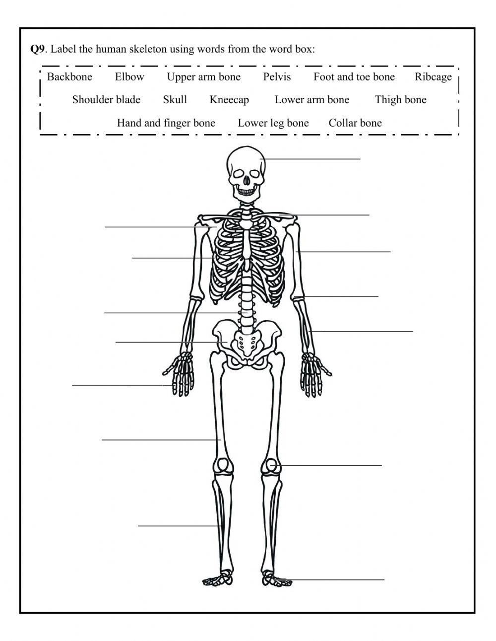 Revision - Humans and Animals