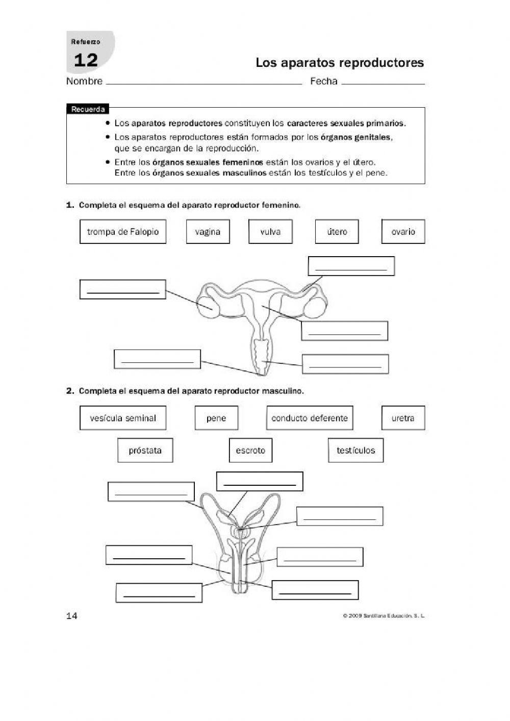 Sistema reproductor femenino y masculino