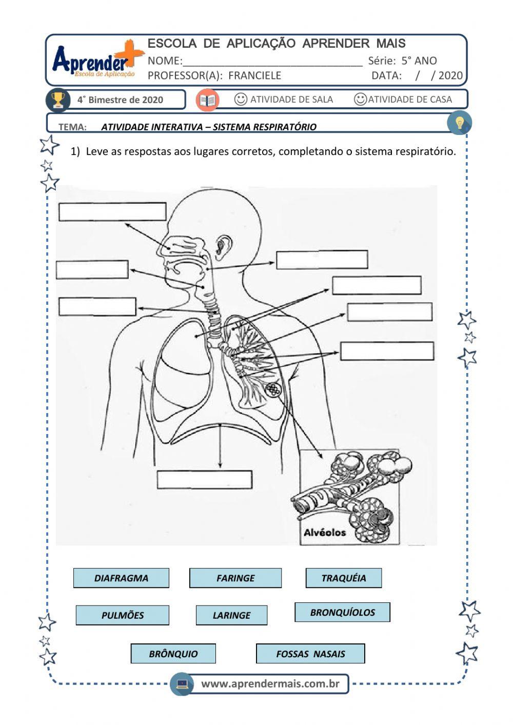 Sistema respiratorio