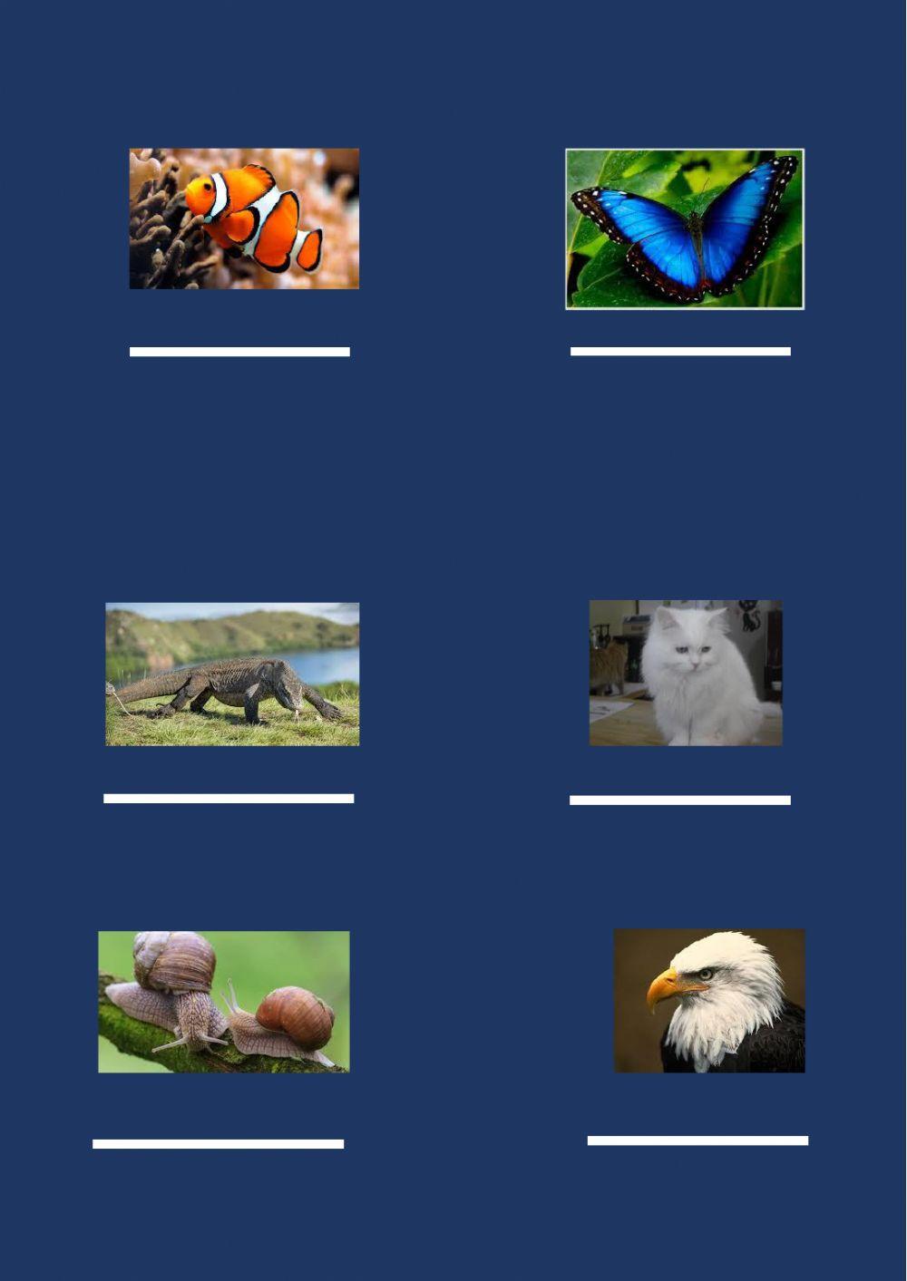 Vertebrates and Invertebrates