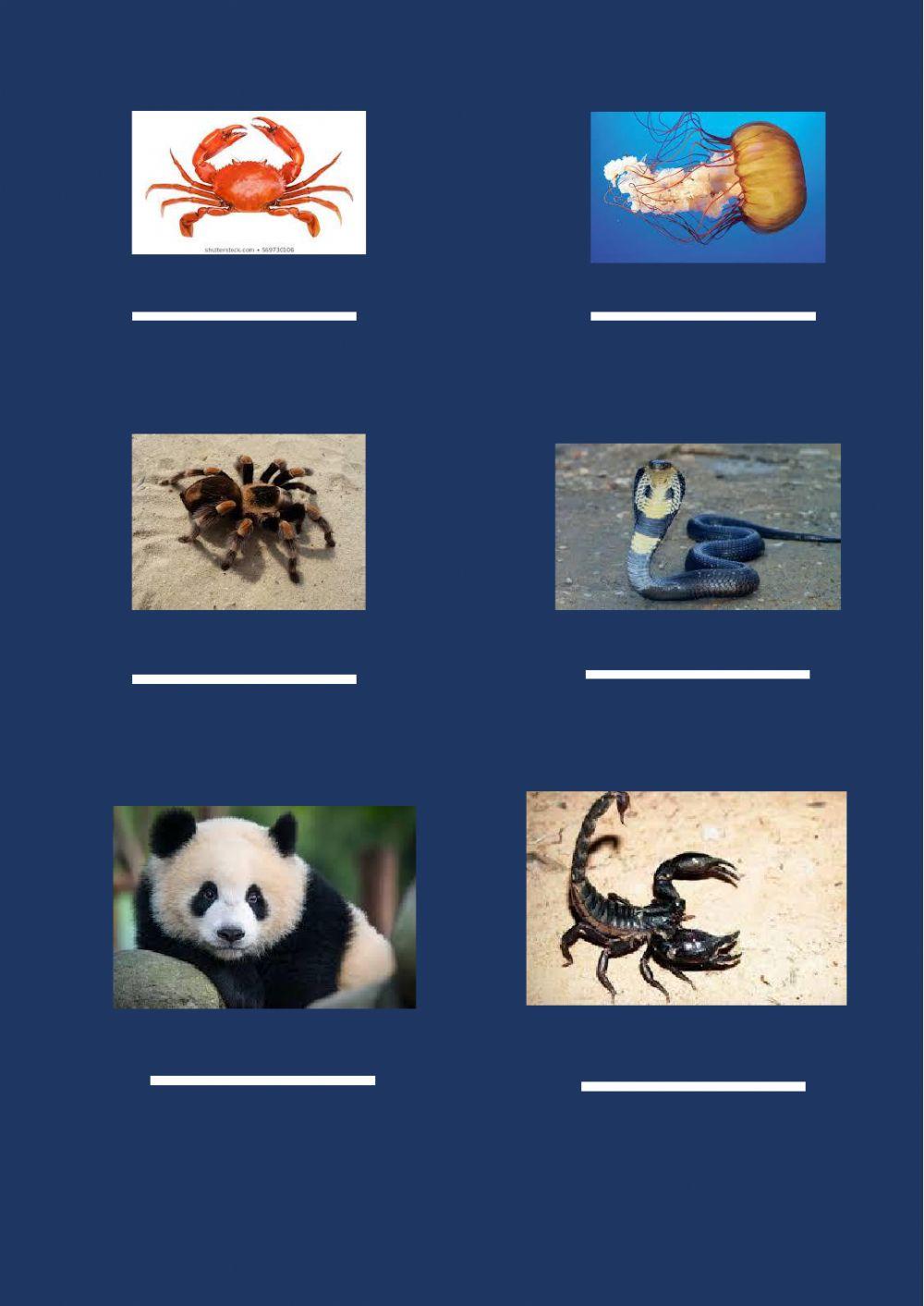 Vertebrates and Invertebrates