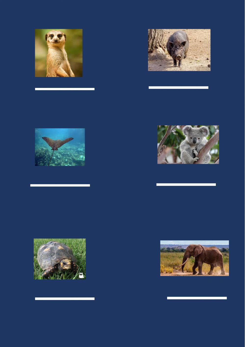 Vertebrates and Invertebrates