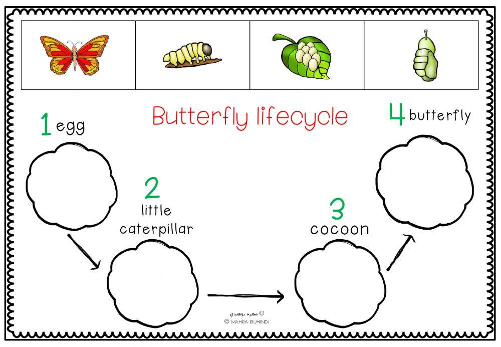 The Lifecycle of the Butterfly